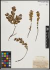 Foto von Salix myrtilloides L. x Salix repens L.